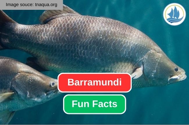 Get To Know About 11 Fun Facts of Barramundi 